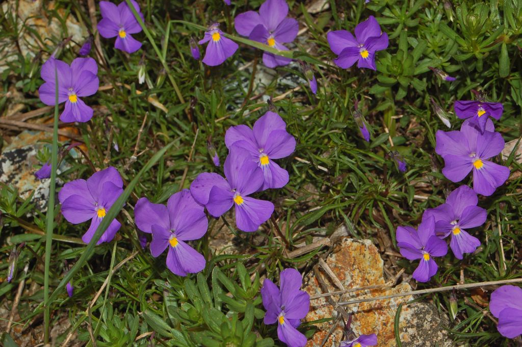 Viola bertolonii / Viola di Bertoloni